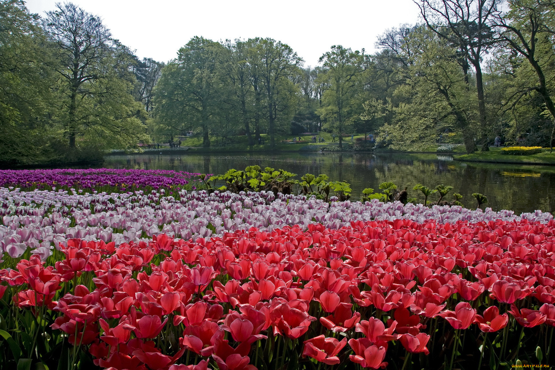 , , keukenhof, lisse, netherlands